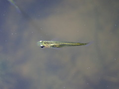 Oryzias latipes
