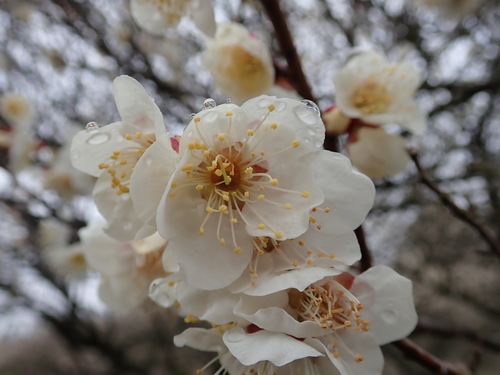 Image of Prunus mume by (c) Yoshihiro Tokue, some rights reserved (CC BY)