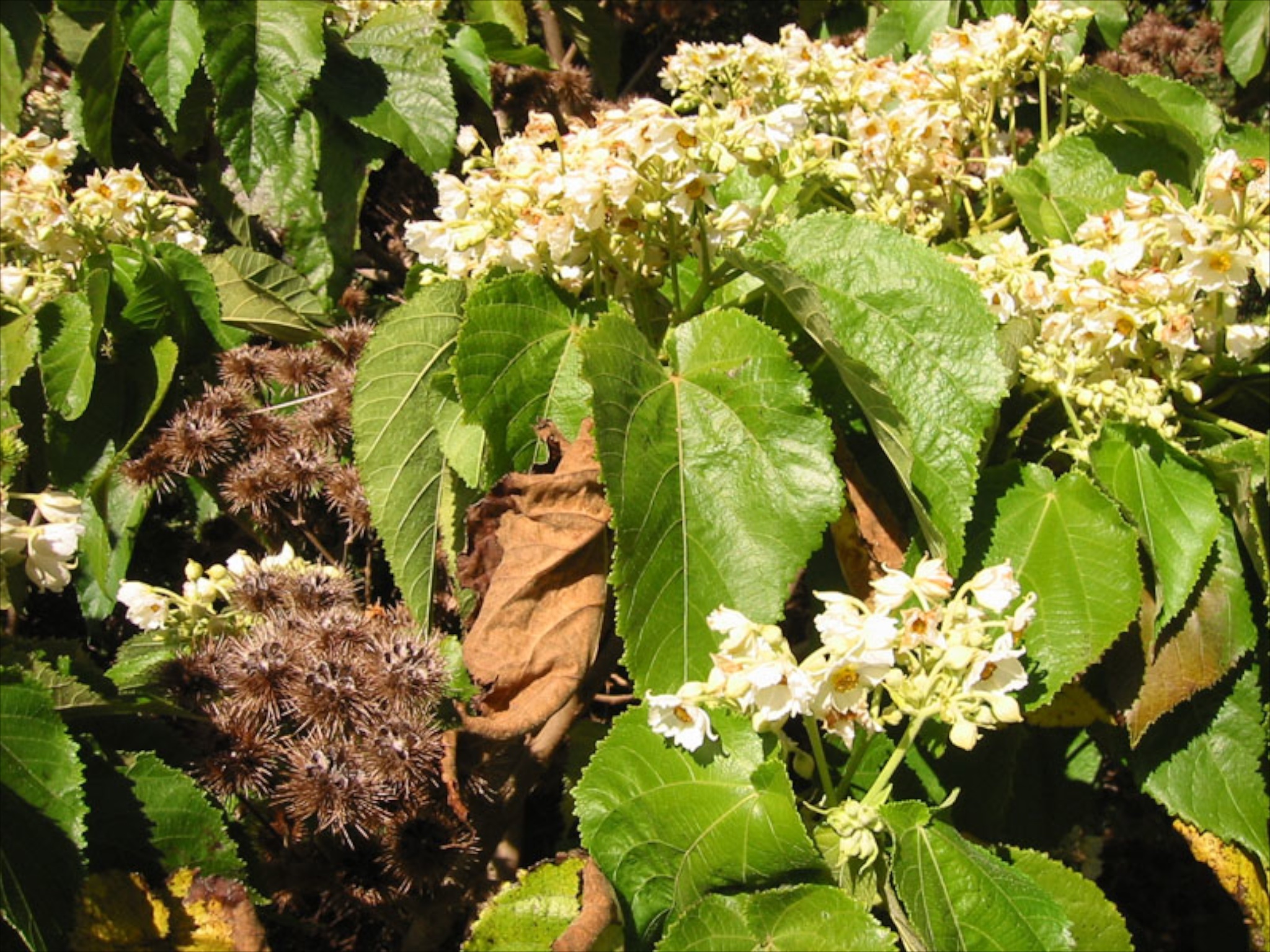 Entelea