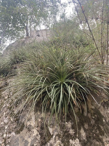 Ochagavia carnea, photograph 2