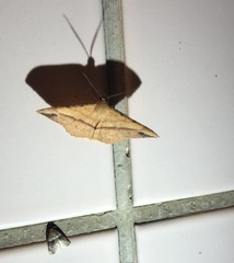 Pseudonadagara semicolor