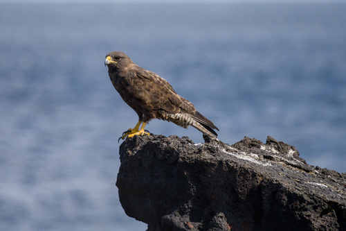 Galapagos Hawk (Buteo galapagoensis), photo 6