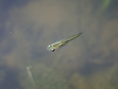 Oryzias latipes