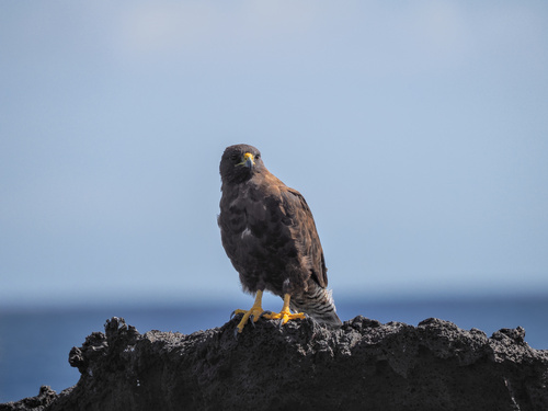 Galapagos Hawk (Buteo galapagoensis), photo 5