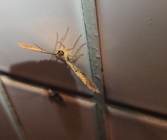 Pseudonadagara semicolor