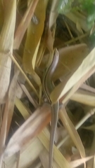 Marisora aquilonaria