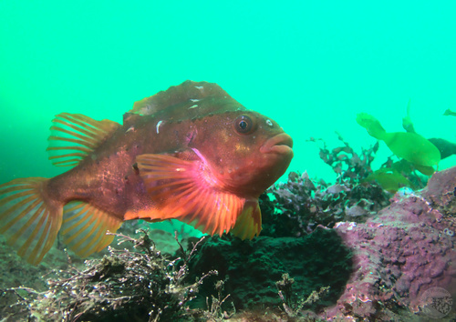 Lumpfish (Cyclopterus lumpus) — Cyclopteridae — 3