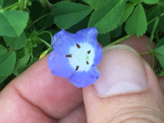 Nemophila