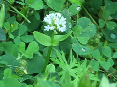 Plectritis macrocera