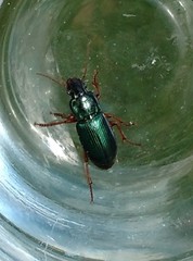 Harpalus affinis