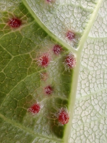 Maple gall mite