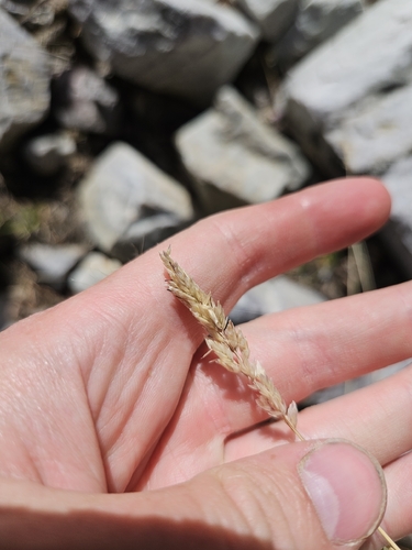 Poa fendleriana observed 2026-07-04