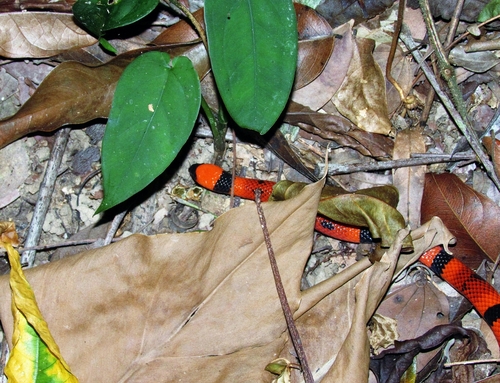 Photo of a Central American Coral Snake (Micrurus nigrocinctus)