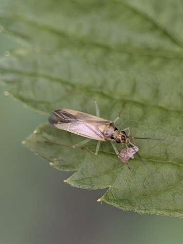 Orthotylus dorsalis
