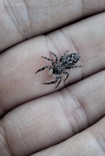 Tan Jumping Spider