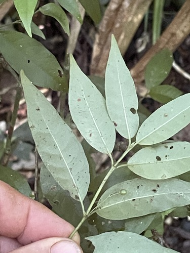 Amaracarpus observed 2026-07-04