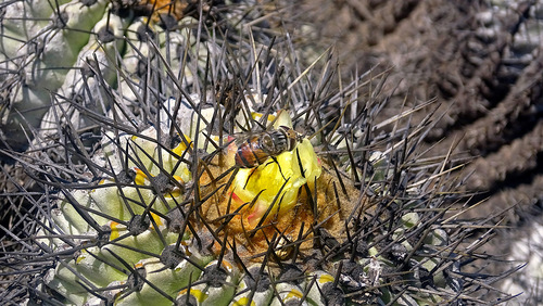 Copiapoa gigantea