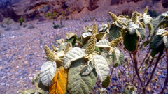 Croton chilensis, photograph Jorge Muñoz Camadro, CC BY, iNaturalist via GBIF