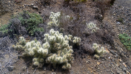 Cylindropuntia tunicata, photograph 4