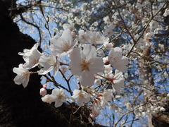 Prunus × yedoensis