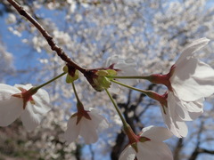 Prunus × yedoensis