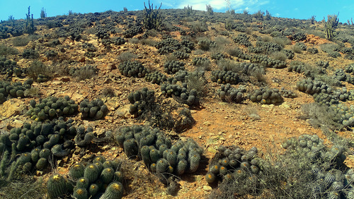 Copiapoa gigantea