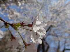 Prunus × yedoensis