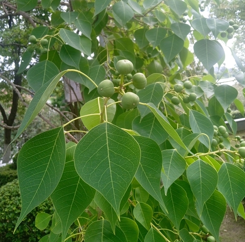 Chinese Tallow