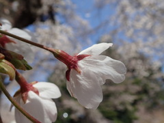 Prunus × yedoensis