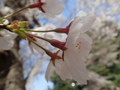 Prunus × yedoensis