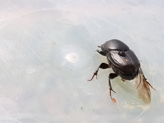 Onthophagus taurus