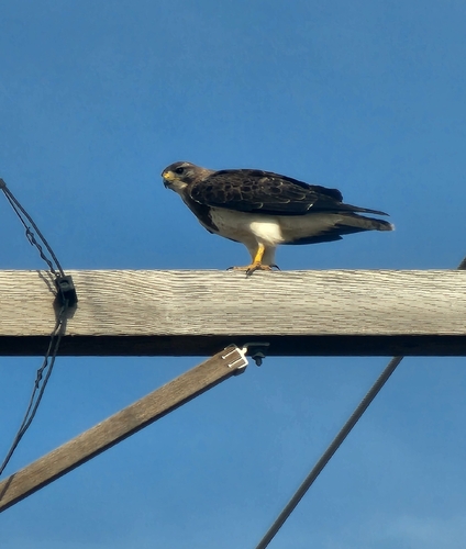 Swainson's Hawk