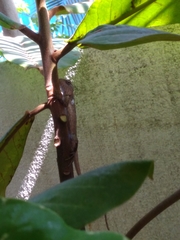 Calotes versicolor