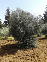 Olea europaea