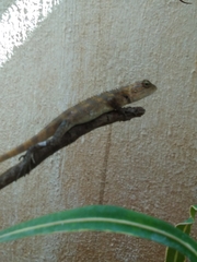 Calotes versicolor