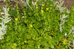 Roepera billardierei