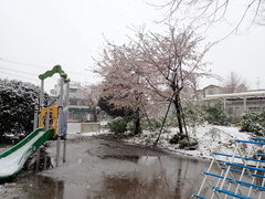 Prunus × yedoensis