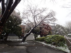 Prunus × yedoensis
