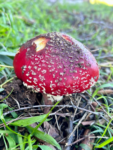 Fly Agaric