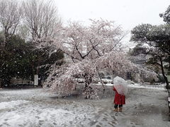 Prunus × yedoensis