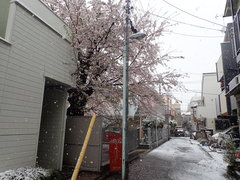Prunus × yedoensis