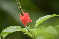 Stachytarpheta mutabilis