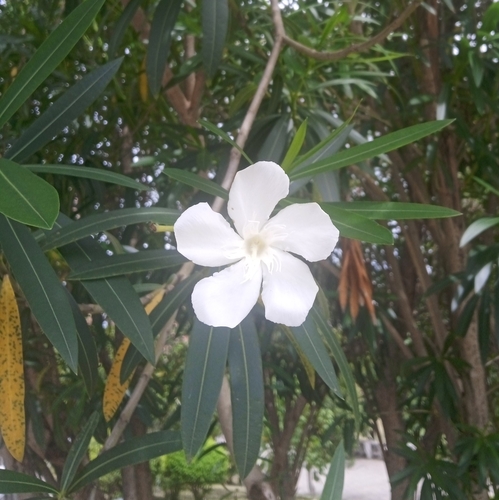 oleander