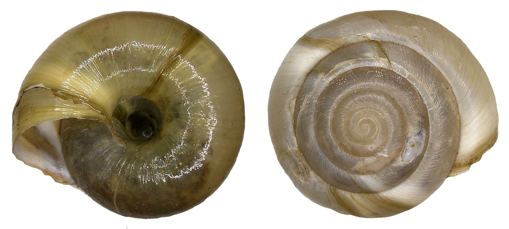 giant glass snail