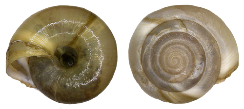 giant glass snail