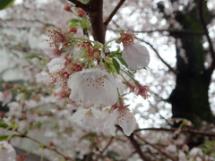 Prunus × yedoensis