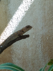 Calotes versicolor