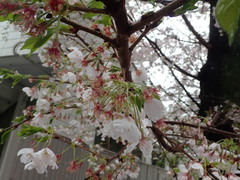 Prunus × yedoensis