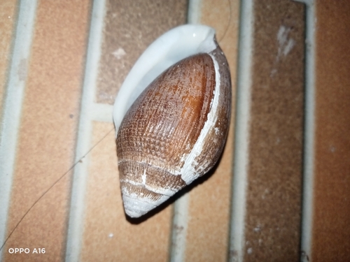 Ellobium aurisjudae observed 2026-07-05