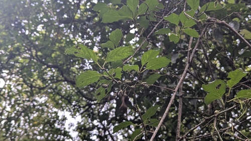 Actinidia callosa, photograph 4